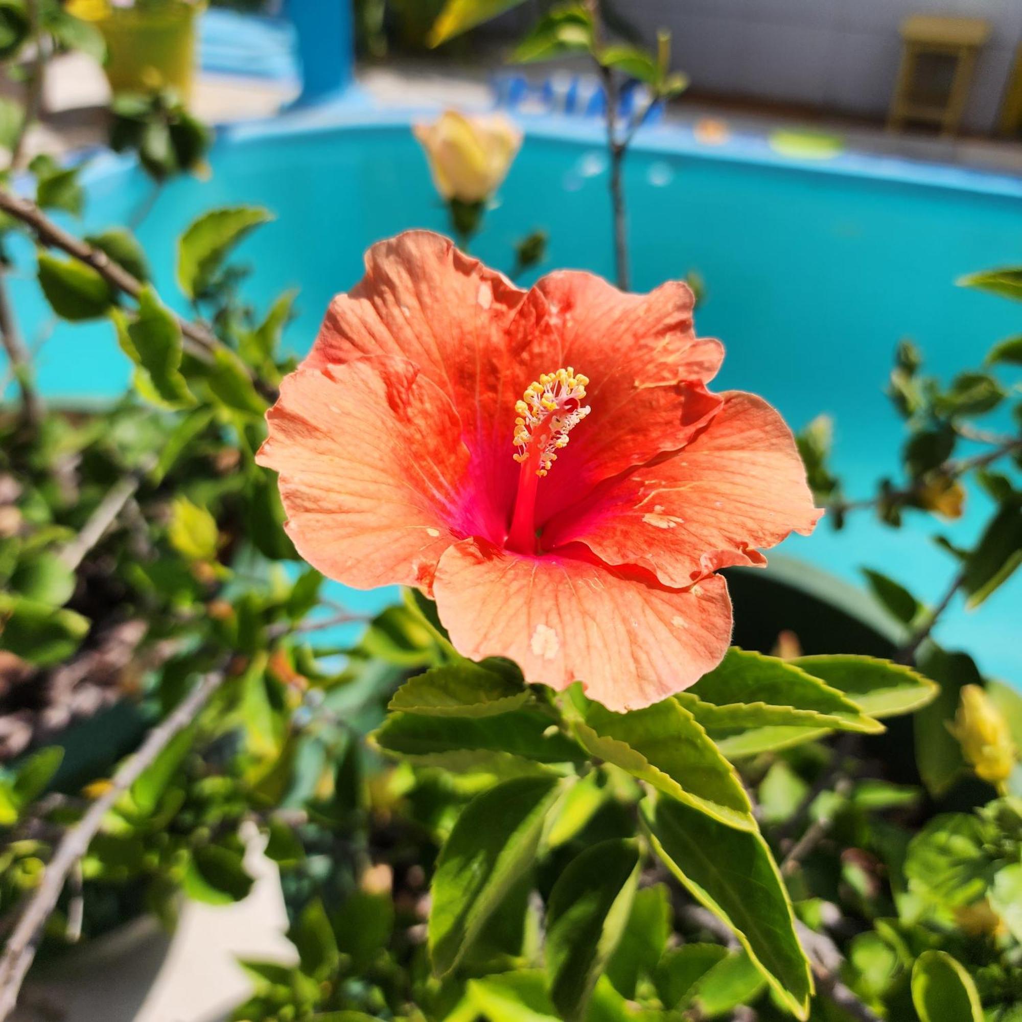 Mandala Dreams Pousada E Portal Holistico Maceio  Екстер'єр фото