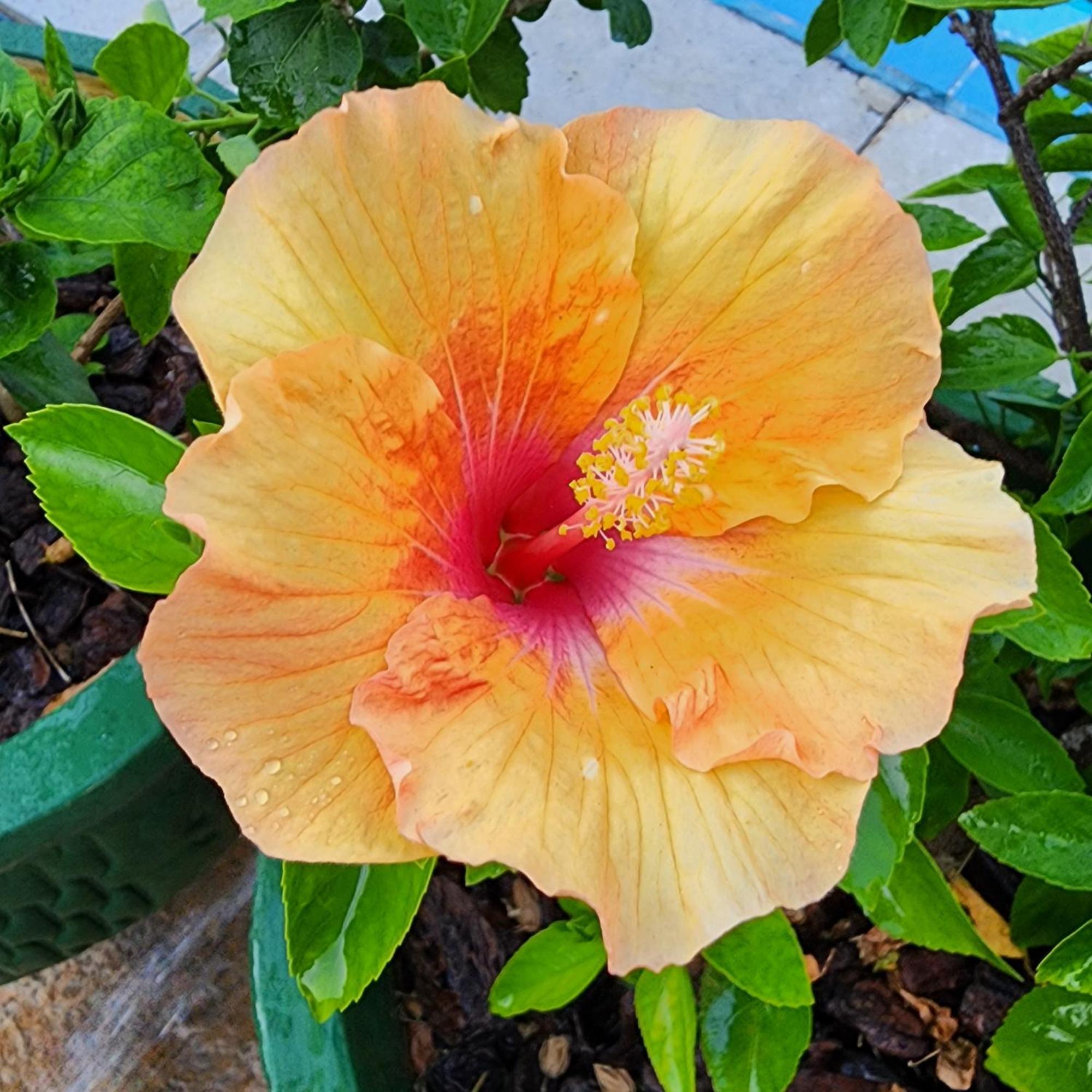 Mandala Dreams Pousada E Portal Holistico Maceio  Екстер'єр фото